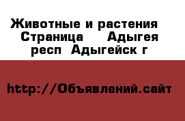  Животные и растения - Страница 2 . Адыгея респ.,Адыгейск г.